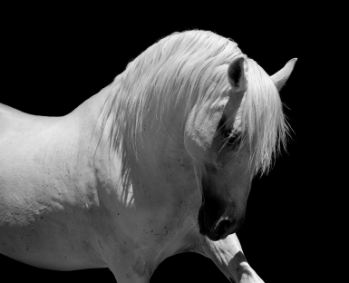 white stallion
